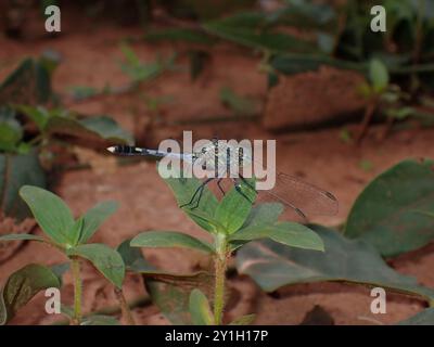 Libellule reposant sur une plante dans un cadre naturel Banque D'Images