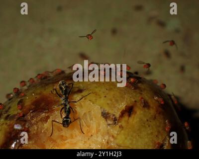 Fourmis et mouches des fruits se nourrissant de fruits pourris Banque D'Images