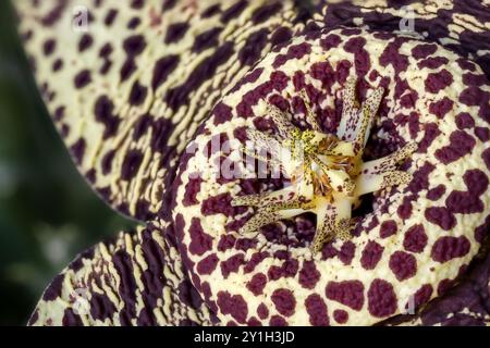 Fleur étoilée (Orbea variegata) de la famille des Apocynaceae. Cette espèce est originaire d'Afrique du Sud. Banque D'Images