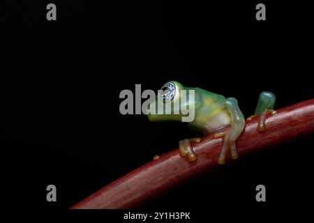 Sachatamia ilex, nom commun Limon grenouille en verre géante (ou grenouille en verre fantôme) , Costa Rica Banque D'Images