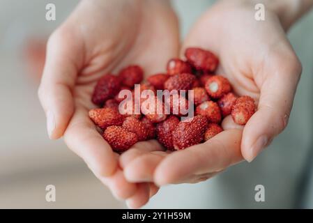 Gros plan de mains en forme de cœur tenant soigneusement une poignée de fraises sauvages fraîchement cueillies. Petites baies rouges naturelles, fruits d'été sains à la lumière naturelle Banque D'Images