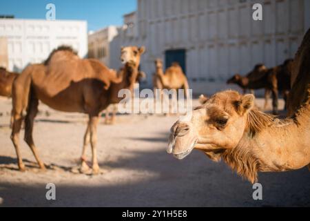 Troupeau de chameaux près du Souq Waqif dans le quartier historique de Doha au Qatar. Banque D'Images