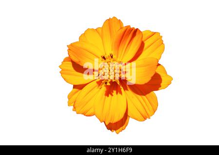 Fleur de Cosmea orange vif isolée sur blanc. Gros plan. Banque D'Images