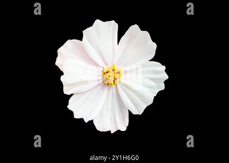 Fleur de cosméa blanche isolée sur noir. Gros plan. Banque D'Images
