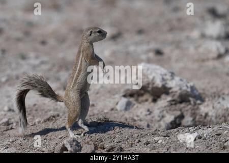 Écureuils terrestres (Xerus inauris) dans les plaines du parc national d'Etosha, Namibie. Banque D'Images