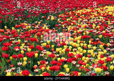 Champ de tulipes rouge et jaune vif, tapis coloré de fleurs de printemps Banque D'Images