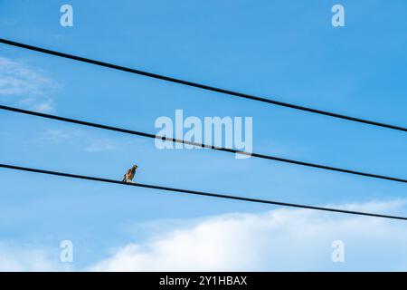 Timide Common Myna regarde autour d'un câble électrique lors d'une belle journée en Thaïlande Banque D'Images