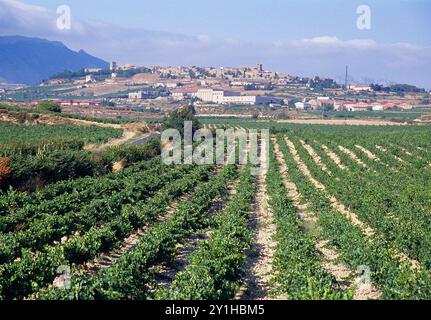 Vignoble et vue d'ensemble. LaGuardia, province d'Alava, pays Basque, Espagne. Banque D'Images