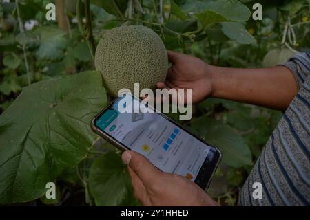 Malang, Java oriental, Indonésie. 7 septembre 2024. Un agriculteur surveille la taille et la texture des fruits de melon de Santaka avec un gadget utilisant un système de technologie agricole de l'Internet des objets (IoT) offert par le ministère de la communication et des technologies de l'information (Kemenkominfo), pour des plants de melon de Santaka dans un champ de serre dans le village de Karangpandang, Malang, Java oriental, Indonésie, le 7 septembre, 2024.cette technologie agricole biologique et basée sur Internet. Faciliter les agriculteurs indonésiens dans le processus d'entretien, de fertilisation et de lutte antiparasitaire qui est relié par la cellule de l'agriculteur Banque D'Images