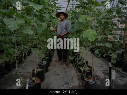 Malang, Java oriental, Indonésie. 7 septembre 2024. Un agriculteur montrant le système de technologie agricole Internet des objets (IoT) de culture du melon Santaka accordé par le ministère indonésien de la communication et des technologies de l'information (Kemenkominfo) dans la serre du village de Karangpandang, Malang, Java oriental, Indonésie, le 7 septembre, 2024. cette technologie agricole biologique et basée sur Internet. Faciliter les agriculteurs indonésiens dans le processus d'entretien, de fertilisation et de lutte antiparasitaire qui est relié par le téléphone cellulaire de l'agriculteur. Ainsi que le maintien de la qualité des produits agricoles Banque D'Images