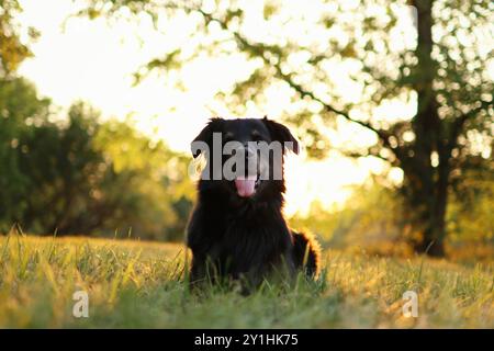 le chien noir est allongé sur la prairie au coucher du soleil. Il a la langue Banque D'Images