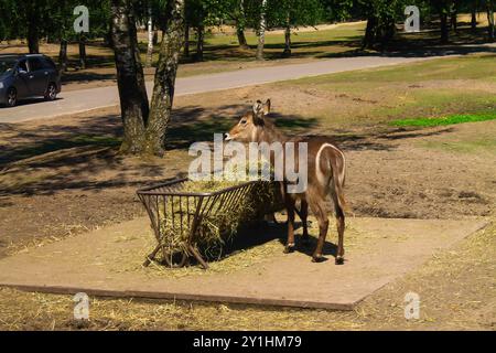 Animal isolé debout à côté d'une mangeoire remplie de foin dans un cadre semblable à un parc. Des arbres entourent la zone, et une voiture est garée en arrière-plan. Banque D'Images