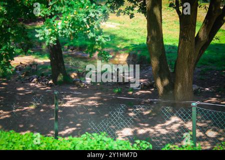 Une scène sereine d'une zone ombragée dans un parc ou un zoo, mettant en vedette plusieurs animaux reposant sur le sol sous les arbres. La lumière du soleil filtre à travers les feuilles Banque D'Images