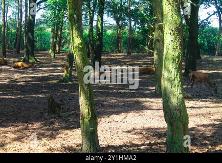 Une scène forestière sereine mettant en vedette plusieurs cerfs se reposant parmi les arbres. La lumière du soleil filtre à travers les feuilles, créant des ombres tapissées sur le sol de la forêt. T Banque D'Images