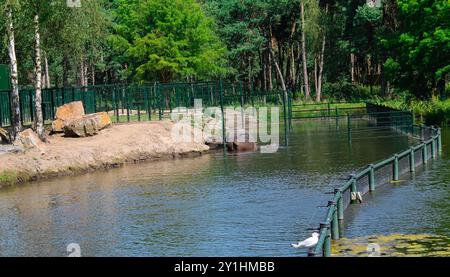 Une vue sereine d'un zoo avec une grande masse d'eau, entourée d'arbres verdoyants. Un hippopotame est partiellement submergé dans l'eau, Banque D'Images