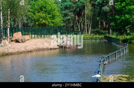 Une vue sereine sur une enceinte de zoo avec un grand hippopotame partiellement submergé dans un étang, entouré de verdure luxuriante et d'arbres. L'enceinte est clôturée Banque D'Images