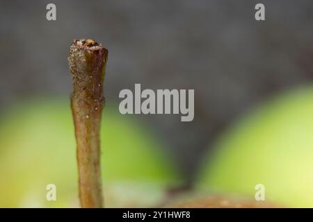 macro gros plan d'une tige de pomme de crabe avec des couleurs brunes et vertes avec espace de copie Banque D'Images