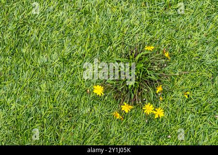 Mauvaises herbes poussant en gazon artificiel ou en astroturf. Banque D'Images
