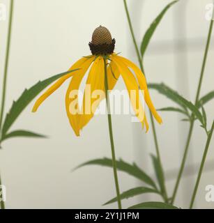 Gros plan d'une fleur de Grayhead Coneflower, Ratibida Pinnata, en été Banque D'Images