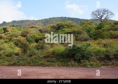 Forêt au parc national du lac africain Manyara dans la région d'Arusha en TANZANIE, ciel bleu nuageux en 2024 chaude journée d'hiver ensoleillée en juillet. Banque D'Images