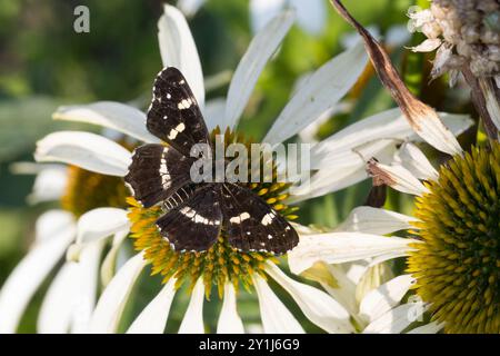 Landkärtchen, Landkärtchenfalter, Blütenbesuch an Sonnenhut, Sommer-Generation, Sommergeneration, 2. génération, Araschnia levana, Araschnia levana F. Banque D'Images