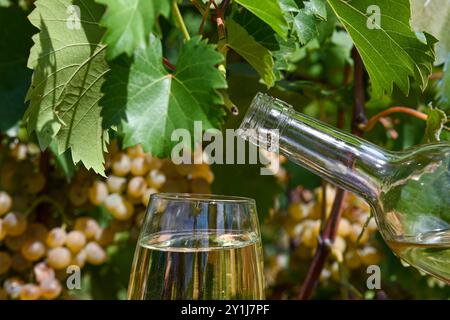 Verre de vin blanc réfrigéré est versé d'une bouteille dans un vignoble avec des raisins mûrs. Banque D'Images