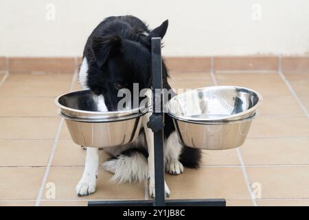 Un chien mange dans deux bols, dont l'un est vide. Le chien est assis sur un sol carrelé Banque D'Images