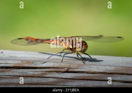 Common Darter Dragonfly, Cumbria, Royaume-Uni Banque D'Images