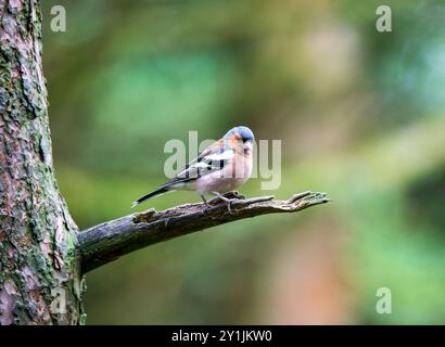 Chaffinch, Fringilla coelebs, mâle, perché sur une branche d'arbre boisé Banque D'Images