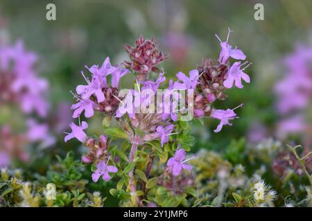 Thym de Breckland - Thymus serpyllum Banque D'Images