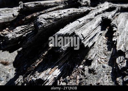 Gros plan texture d'un vieux tronc d'arbre gris altéré tombant en morceaux, arrière-plan, toile de fond Banque D'Images