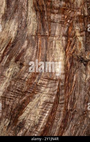 Gros plan texture d'un tronc d'arbre sans écorce, arrière-plan, toile de fond, fibres de grain de bois Banque D'Images