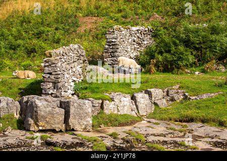 Les moutons paissent près d'une ouverture dans un mur à côté de la rivière Wharfe, Yockenthwaite, Langstrothdale, Yorkshire Dales National Park. Banque D'Images