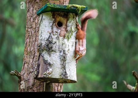 Les écureuils roux sont une population en déclin en Grande-Bretagne, mais les efforts de conservation ont aidé à stabiliser les effectifs. Banque D'Images