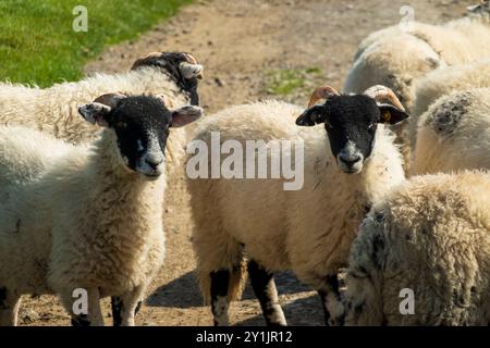 Ce sont de jeunes moutons, ils pourraient être rugueux ou éventuellement Scottish Blackface. Ces moutons ont un visage noir avec un nez blanc. Ils sont très robustes. Banque D'Images