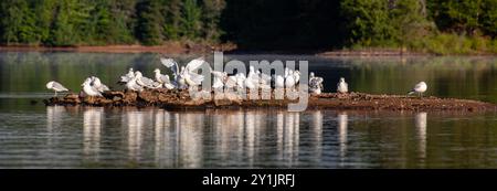 Goéland à bec annulaire (Larus delawarensis) sur un petit tas de roches au milieu d'un lac, panorama Banque D'Images