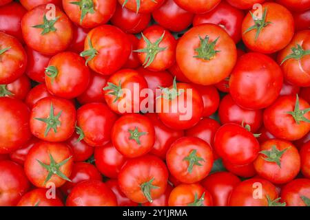 Photo en gros plan de tomates biologiques, mise au point sélective. Banque D'Images