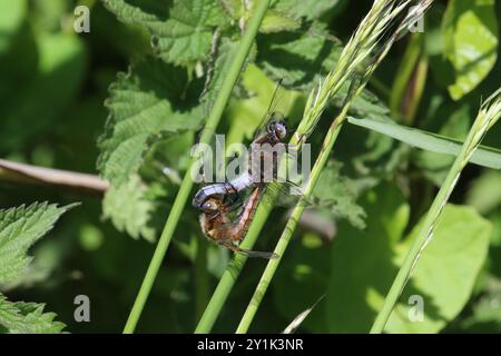 Paire d'accouplement Scarce Chaser ou Blue Chaser Dragonfly - Libellula fulva Banque D'Images