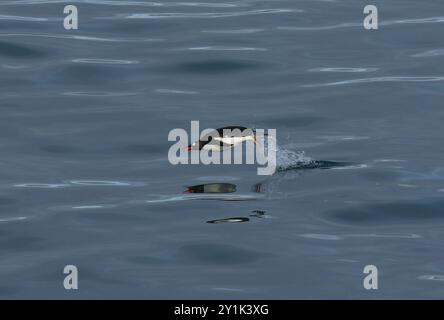 Pingouin Gentoo - Pygoscelis papouasie marsouillant dans l'eau près de l'île de Cuverville, péninsule Antarctique Banque D'Images