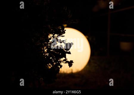 Une lampe ronde en forme de boule brille la nuit dans le jardin en été sur fond de fleurs, une lampe d'éclairage extérieur Banque D'Images