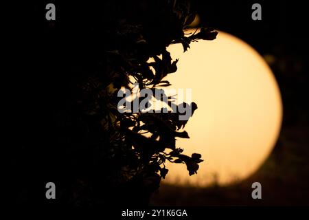 Une lampe ronde en forme de boule brille la nuit dans le jardin en été sur fond de fleurs, une lampe d'éclairage extérieur Banque D'Images