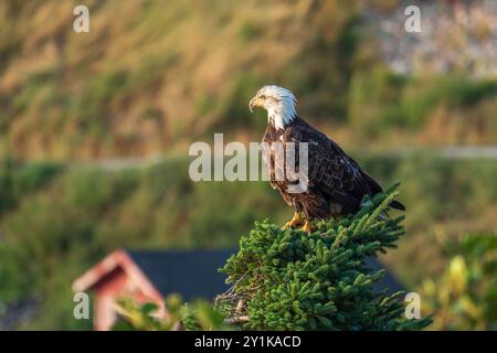 Un aigle à tête blanche perché au sommet d'un arbre à feuilles persistantes dans le parc national des Hautes-terres-du-Cap-Breton, Nouvelle-Écosse, Canada Banque D'Images