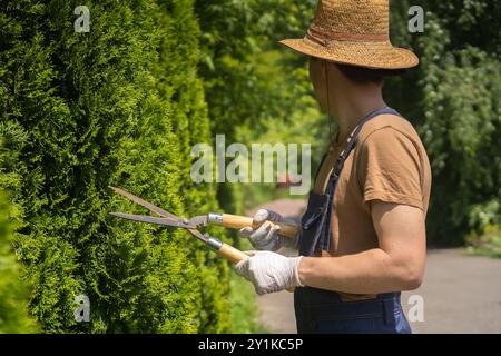 Un jardinier professionnel coupe un arbre de thuja pour une meilleure forme Banque D'Images