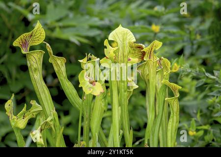 Pichet à trompettes (Sarracenia), Rhénanie du Nord-Westphalie, Allemagne, Europe Banque D'Images