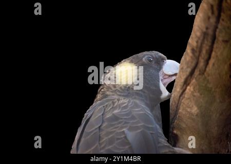 le cacatoès à queue jaune est un oiseau noir avec une bordure jaune sur ses plumes et une joue jaune. Banque D'Images