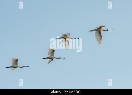 Un troupeau de spatules royales (Platalea regia) volant en formation dans la lumière dorée du matin, Rinyirru, parc national de Lakefield, Cap York, extrême Nord Banque D'Images