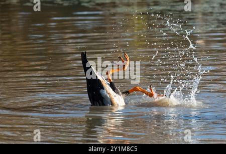 Une OIE de la Magpie (Anseranas semipalmata) dérangée et débordant des gouttelettes d'eau, Rinyirru, parc national de Lakefield, Cape York, extrême nord Queensla Banque D'Images
