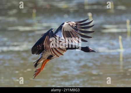 Une oie de Magpie (Anseranas semipalmata) arrive à la terre avec des ailes déployées, Rinyirru, parc national de Lakefield, Cape York, Far North Queensland, Banque D'Images