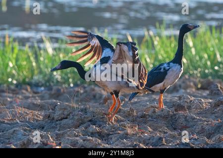 Une paire d'oies de Magpie (Anseranas semipalmata) dans les zones humides, Rinyirru, parc national de Lakefield, Cape York, extrême nord du Queensland, Australie Banque D'Images