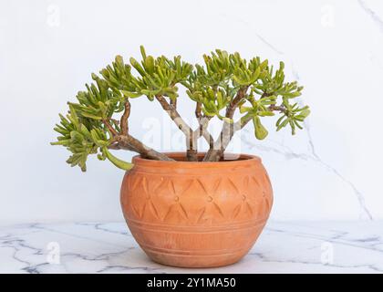 crassula ovata gollum plante succulente dans un pot décoratif sur sol en marbre avec fond mural blanc Banque D'Images